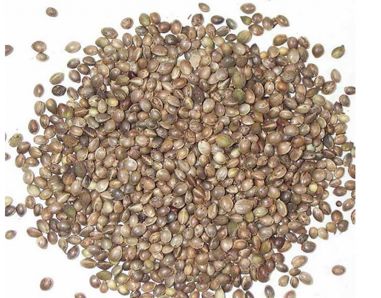 Hemp Seeds