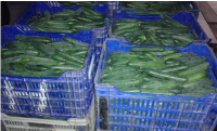 Fresh Cucumber